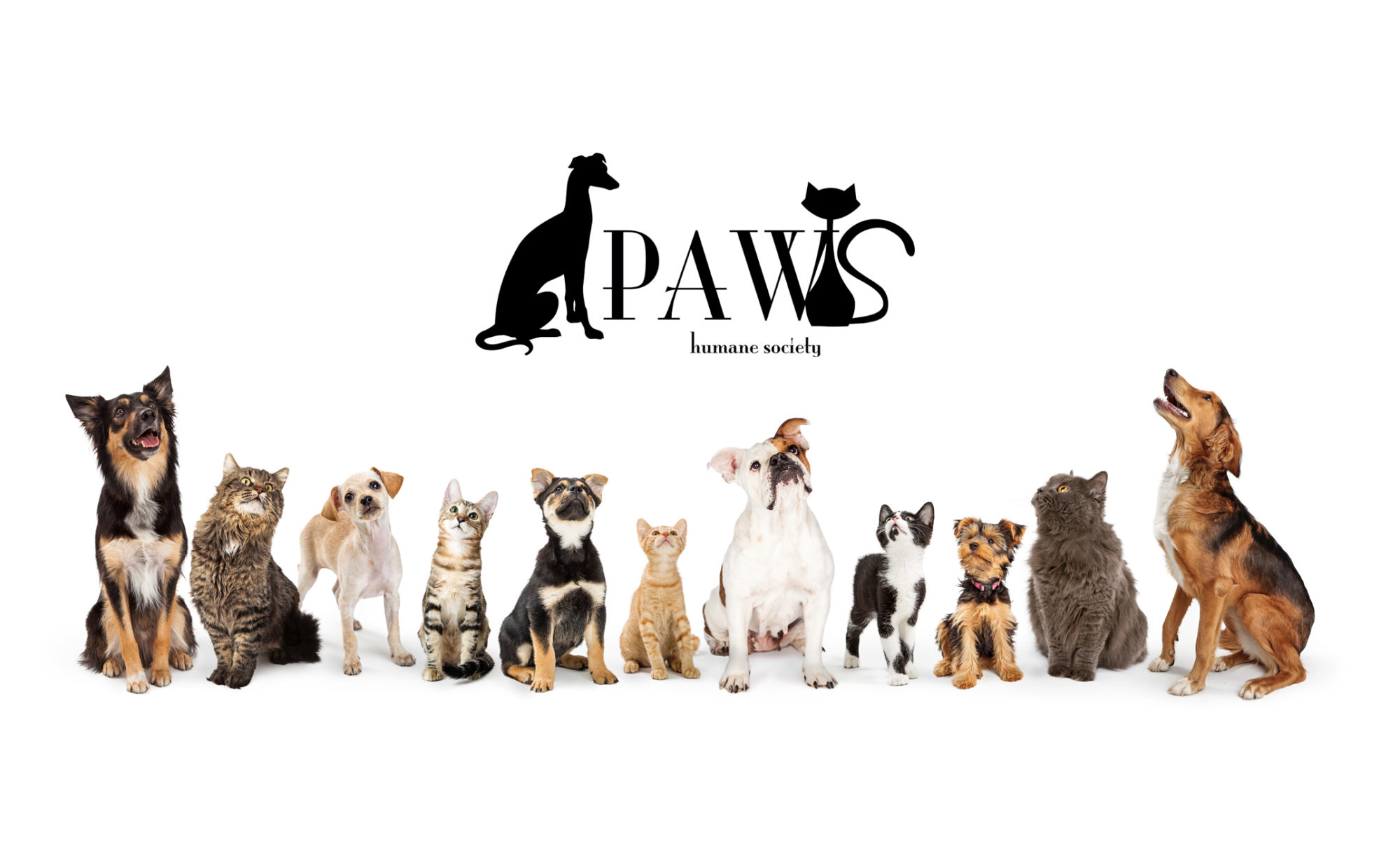 paws humane adoptable dogs